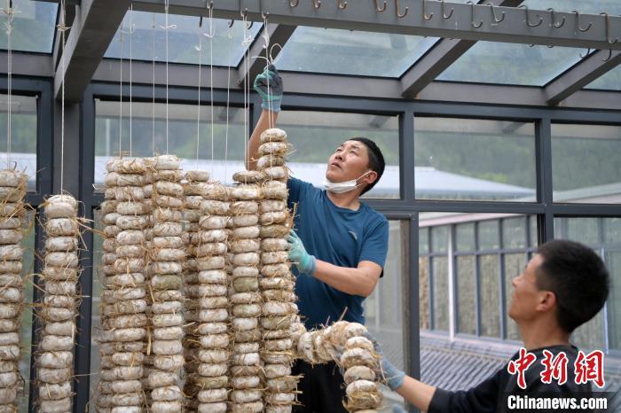 圖為5月10日，工作人員將用青稞面和青稞草等制成的曲坯用繩子串起來(lái)晾曬。九美旦增　攝
