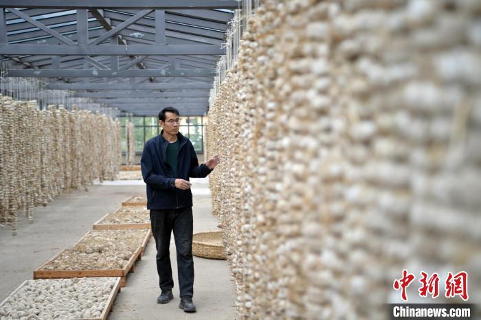 圖為5月10日，工作人員檢查晾曬的曲胚。九美旦增　攝