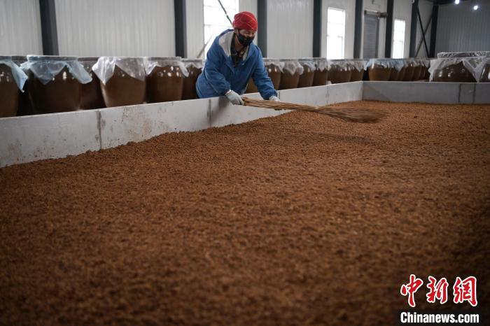 圖為5月10日，工作人員整理鋪撒的酒醅。九美旦增　攝