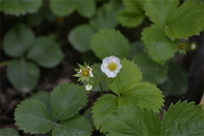 1737509920577036.jpg _0OB3737.jpg