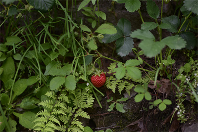 1737509924311442.jpg _DSC8086.jpg