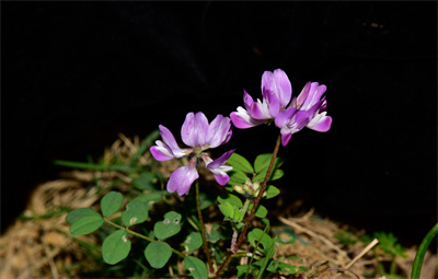 1740994881857458.jpg 1739695609312.jpg