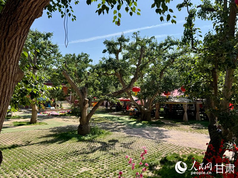 什川古梨園。人民網(wǎng)記者 焦隆攝