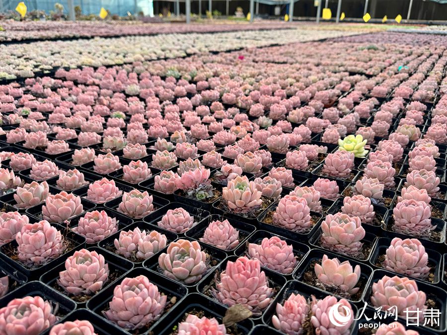 蘭州鑫源現(xiàn)代農(nóng)業(yè)休閑觀光旅游景區(qū)多肉大棚。人民網(wǎng)記者 焦隆攝