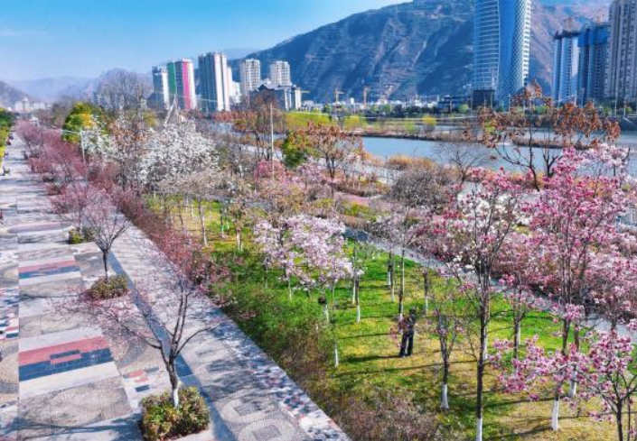 甘肅武都：春日賞花正當(dāng)時(shí)